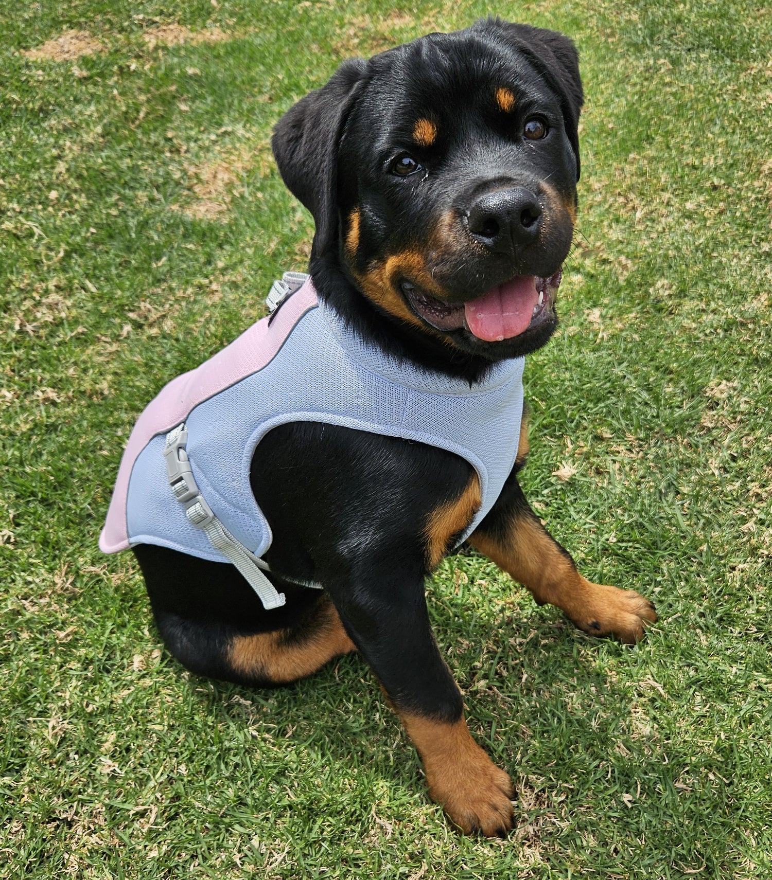 A cute rottweiler puppy wearing a breathable pink cooling vest on a hot day.